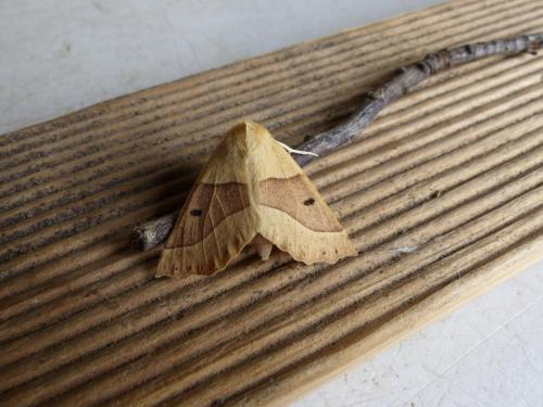 Réf. 190 278 : Crocallis elinguaria